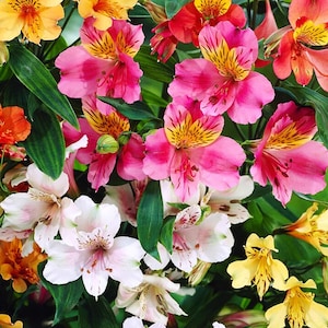 May include: A bouquet of colorful alstroemeria flowers in shades of pink, orange, yellow, and white. The flowers have a delicate, lily-like appearance with intricate markings.