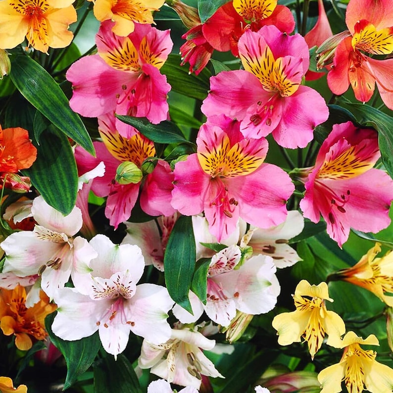 BloomingFlowerSeeds Peruvian Lily Flower Seeds - Thumbnail 2
