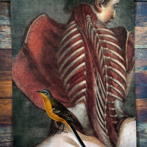 Partial Dissection of a Seated Woman with Bird Print