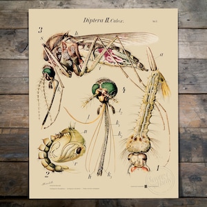 以下が含まれることがあります： 「Diptera II. Culex」と題された、蚊のヴィンテージ科学イラスト。昆虫のライフサイクルのさまざまな段階、幼虫と成虫の形態、解剖学的詳細が描かれています。印刷物はベージュ色の背景で、「Strong & Hardy」とラベル付けされています。
