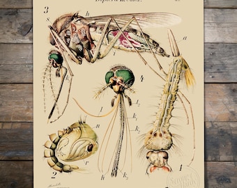 Diptera II: Culex (Mosquito Anatomy) Restored Reproduction Print