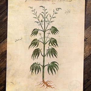 Gebauter Hanf (Garden Hemp) Restored Reproduction Print