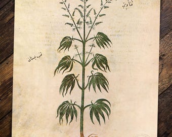 Gebauter Hanf (Garden Hemp) Restored Reproduction Print