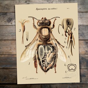 Puede incluir: Ilustración anatómica vintage de una abeja, etiquetada como "Hymenoptera. Apis mellifica.l." sobre un fondo beige. El diagrama detallado muestra las estructuras internas y externas de la abeja. La impresión tiene una estética vintage, con medidas en cm.