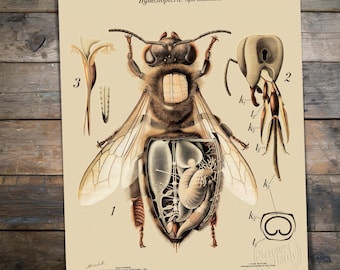 Hymenoptera: Apis Mellifica (Western Honeybee Anatomy) Restored Reproduction Print