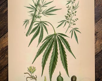 Flora Homoeopathica Plate XV Restored Reproduction Print