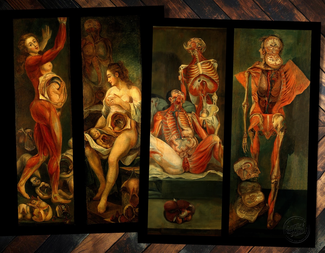 Gautier D'Agoty's Human Dissection Restored Reproduction Prints