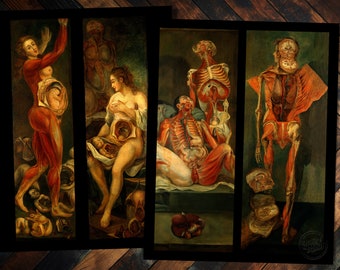 Gautier D'Agoty's Human Dissection Restored Reproduction Prints
