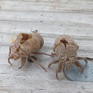cicada shell oddity