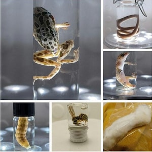 May include: A collection of preserved specimens in glass containers. Includes a frog, a snake, a lizard, a caterpillar, a wasp, and a cotton swab. The specimens are suspended in a clear liquid.