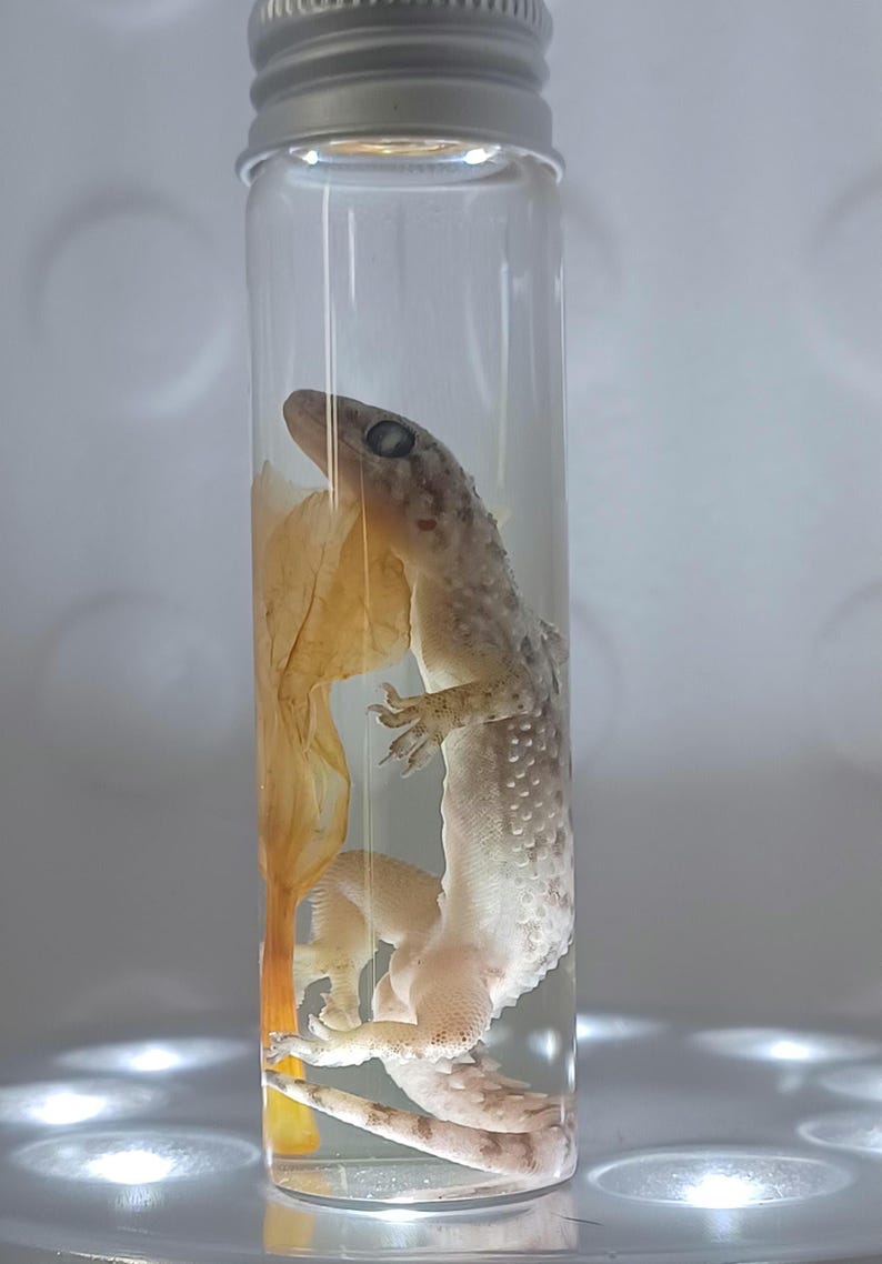Gecko Wet Specimen - Mediterranean House Gecko Oddity - Etsy