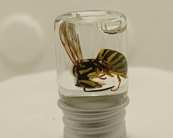 巨大なXLサイズのハチの剥製 - Megascolia procer javenensis