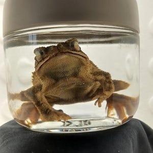 Może przedstawiać: Zachowany w formalinie żaba w przezroczystym szklanym słoiku z szarym wieczkiem. Żaba jest brązowa i ma otwarte oczy. Żaba unosi się w przezroczystej cieczy.