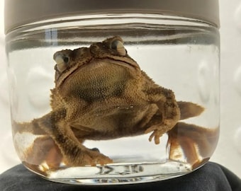 Sapo grande Ejemplar húmedo: rareza única