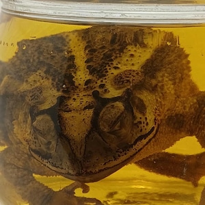 XL toad oddity