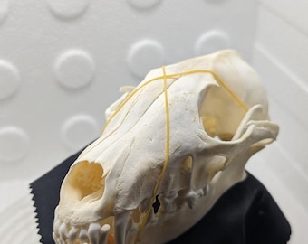 Fox skull