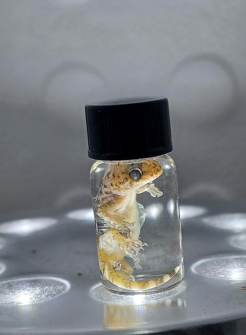 Gecko Wet Specimen - Mediterranean House Gecko Oddity - Etsy