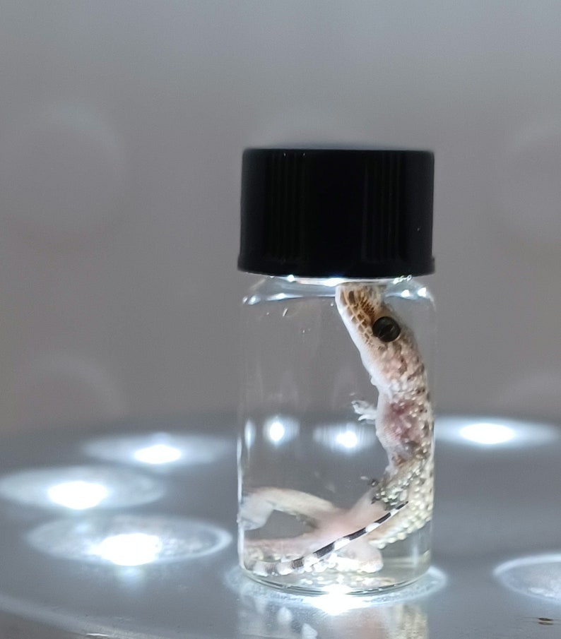 Gecko Wet Specimen - Mediterranean House Gecko Oddity - Etsy