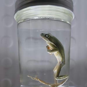 Green frog oddity