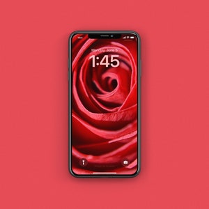 High Resolution Red Rose iPhone Wallpaper