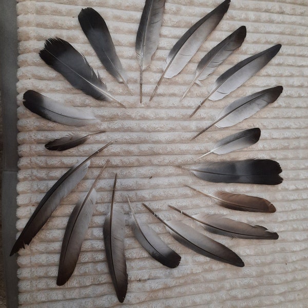 Natural rock dove feathers