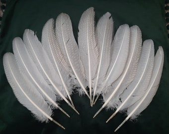 Set of white guineafowl feathers
