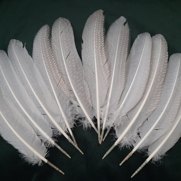 Set of white guineafowl feathers