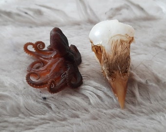Dammaged sparrow skull + dried octopus