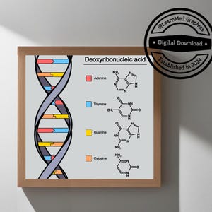 DNA Double Helix Art Print | Science Wall Art Download | Educational Biology Poster for Classrooms, Laboratories, or Medical Offices