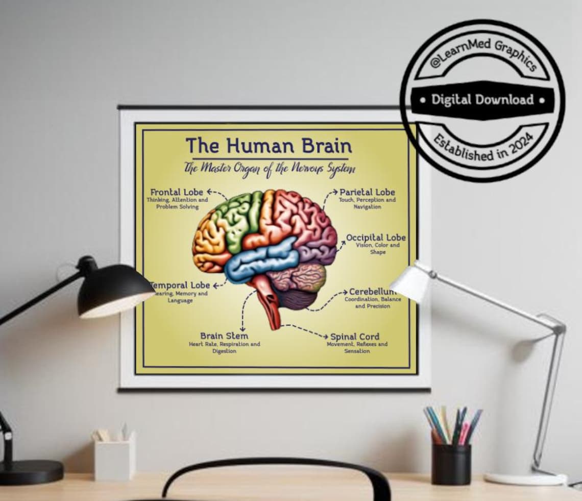 Human Brain Diagram Printable Poster | Wall, Office and Classroom Decor ...