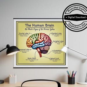 Human Brain Diagram Printable Poster | Wall, Office and Classroom Decor