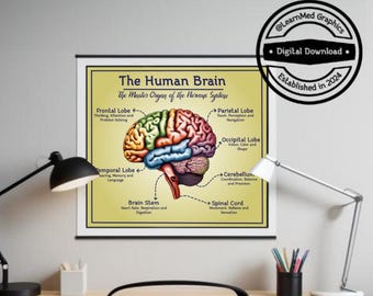 Human Brain Diagram Printable Poster | Wall, Office and Classroom Decor