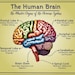 Human Brain Diagram Printable Poster | Wall, Office and Classroom Decor ...