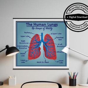 Op de afbeelding: Een afdrukbare anatomische kaart van de menselijke longen met labels voor de trachea, bovenste kwab, rechter bronchus, intermediaire bronchus, middelste kwab, onderste kwab, tracheale kiel, linker bronchus en inkeping voor het hart. De longen zijn geïllustreerd in rood en blauw.