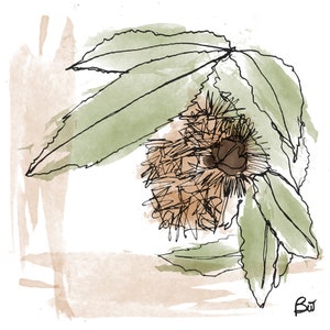 castagno