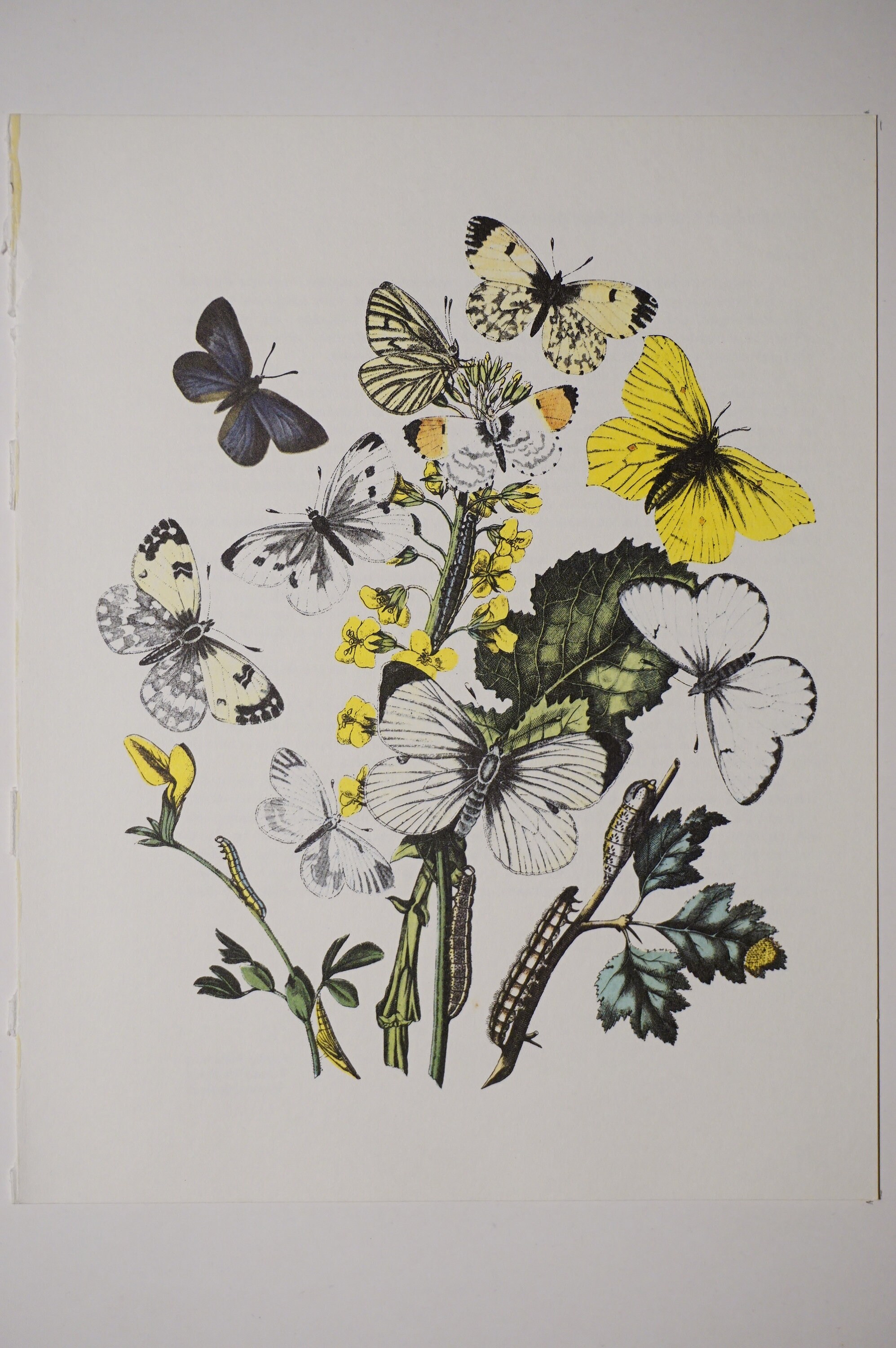 Papillon Imprimé Ancien