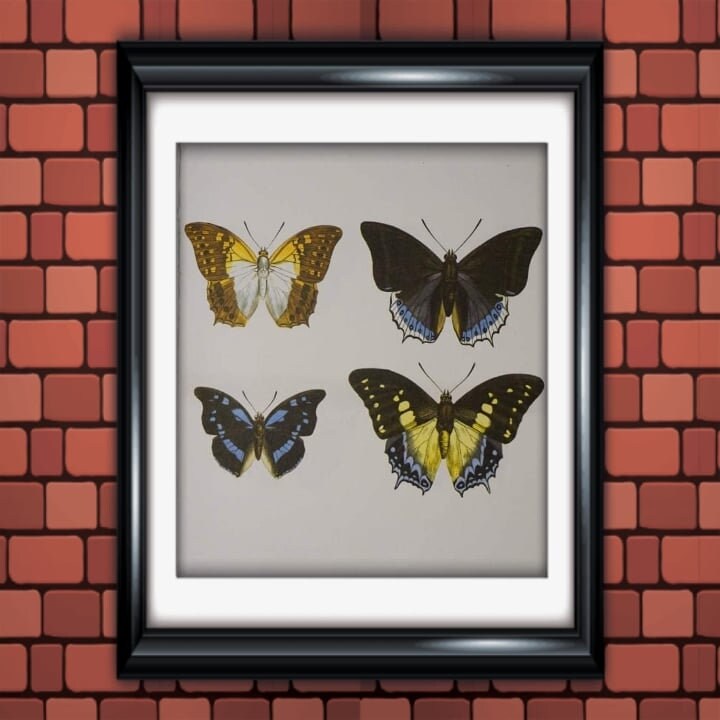 Papillons Imprimés Originaux 1974