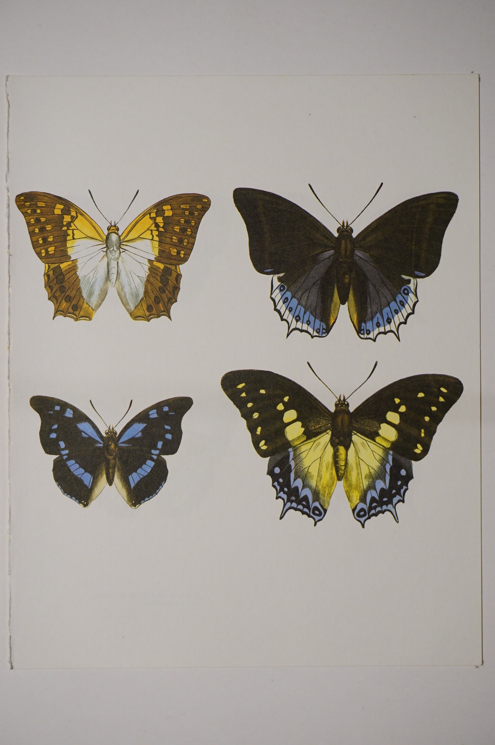 Imprimé Vintage Papillon 1974