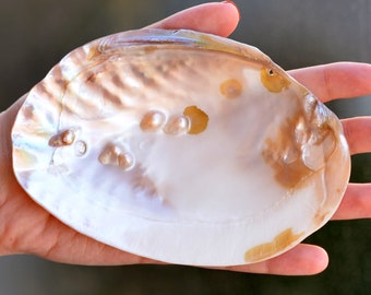 Pearly Shells Etsy Ireland