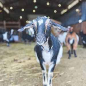 K&ouml;nnte beinhalten: Eine schwarz-wei&szlig;e Ziege mit einem wei&szlig;en Fleck auf der Stirn steht in einem Stall und schaut direkt in die Kamera.