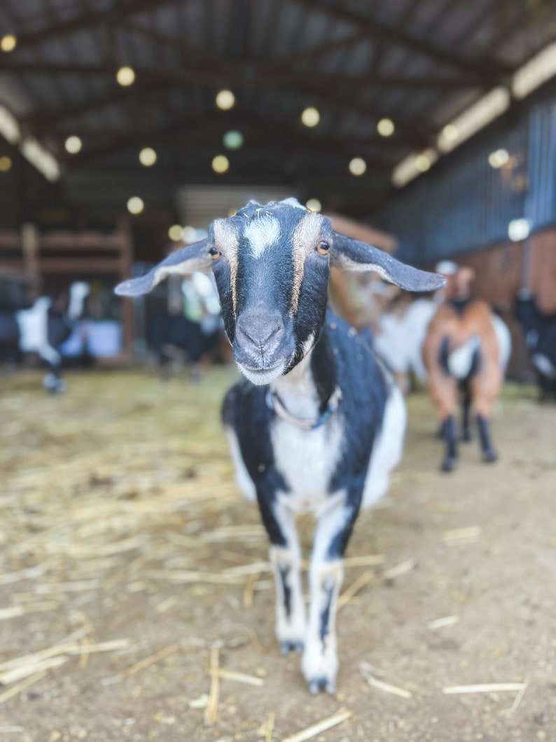 K&ouml;nnte beinhalten: Eine schwarz-wei&szlig;e Ziege mit einem wei&szlig;en Fleck auf der Stirn steht in einem Stall und schaut direkt in die Kamera.