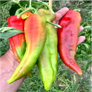 Sweet pepper - Bullhorn - mix seeds. Red, Orange and Yellow. 10 seeds