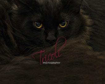 Gato preto, decoração de animais, decoração de casa, arte de parede, download digital