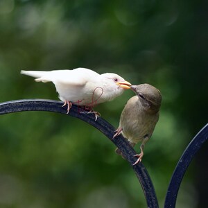 Albino bird, Engligh Sparrow, Mom feeding baby bird, Animal Decor,  Home Decor, Wall Art, Digital Download