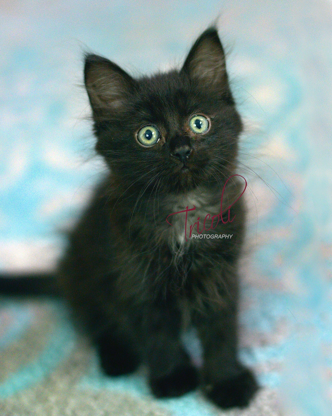 Kitten Photo, Black Kitten, Animal Decor, Home Decor, Wall Art, Digital