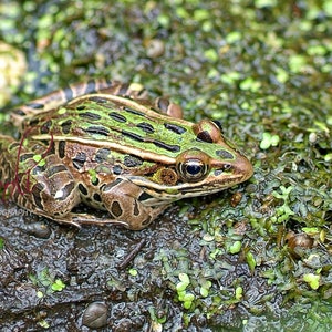 Frog, Animal Decor,  Home Decor, Wall Art, Digital Download