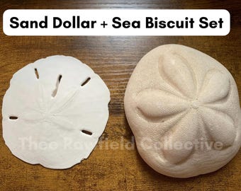 Sand Dollar Sea Biscuit Set | Ethically Sourced Coastal Decor for Jewelry Altars Crafts | Fish Tank Decorations | Beach Ocean