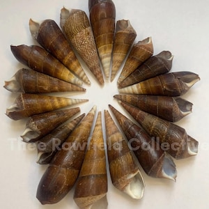 Natural Terebra Shells | Snail Shells for Jewelry Altars Crafts | Real Sea Shells | Fish Tank Decorations | Beach Decor Ritual Offerings