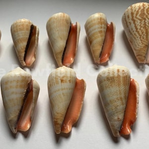 Natural Strawberry Conch Shells | Seashells for Jewelry Altars Crafts | Bulk Real Sea Shells | Fish Tank Decorations | Beach Wedding Decor
