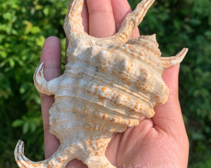 6.5